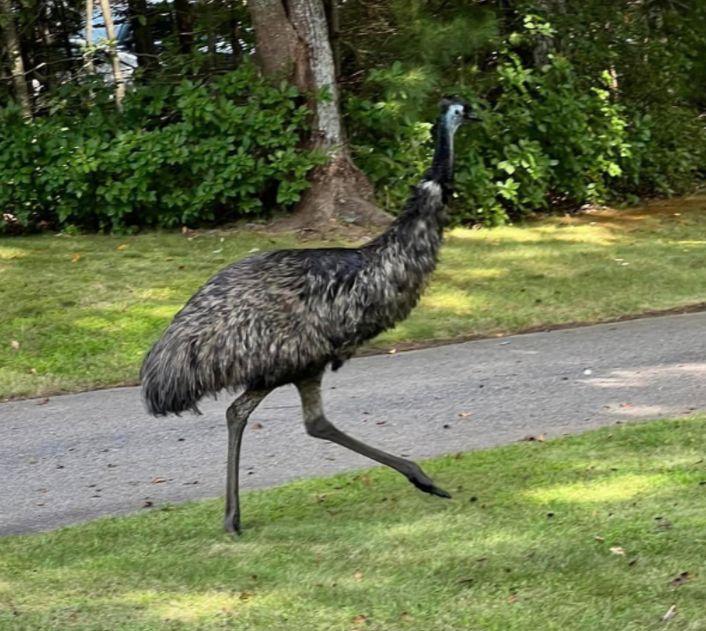 Loose emu evades capture in Lakevillev_1N5nqFiRwB