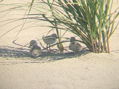 Bakers Beach Plover Brood