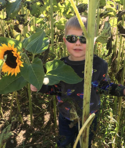 Jaxon checks out the sunflowers at the Elliot Farm Festival Oct. 8 in Lakeville. Photo by Sandy Quadros Bowles