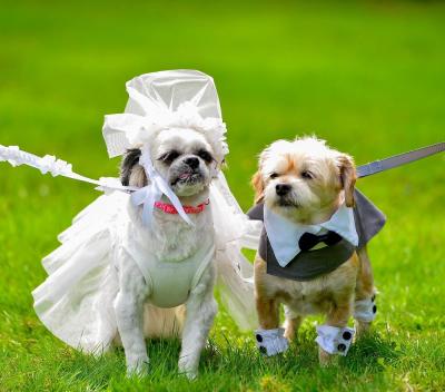 Freckles and Benji at their wedding on Oct. 1 in Lakeville. The paw crossed couple said their bow wows and exchanged gifts. Source: Nancy Richmond