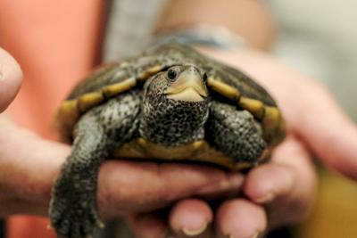 A young Diamondback Terrapin is held before its release at Wareham High School. This turtle has grown up in an aquarium, giving it the strength of a three or four year old terrapin, but the brain development of a hatchling.