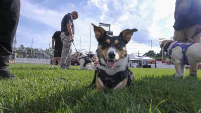 Opry, a comfort service dog from the Hingham Police Department, poses at Battis Field. During the event, families could meet and pet a handful of comfort canines.