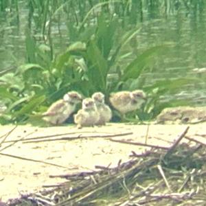 West Island Plover Chicks