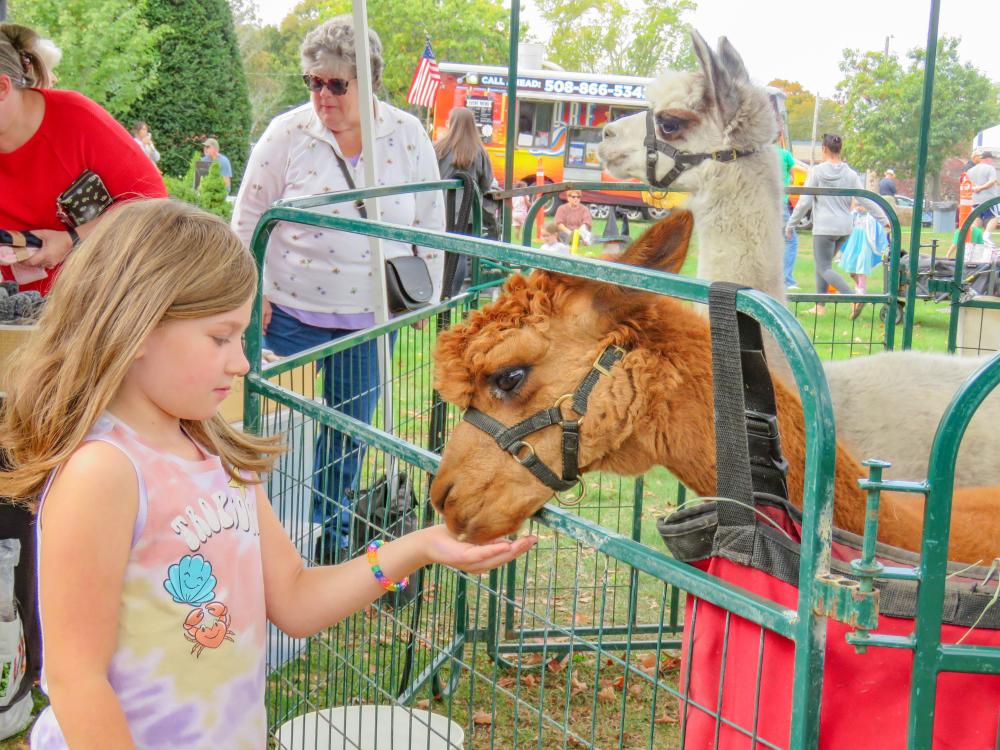 Aubrey Roe, 7, feeds an alpaca. Aubrey Roe, 7, feeds an alpaca.