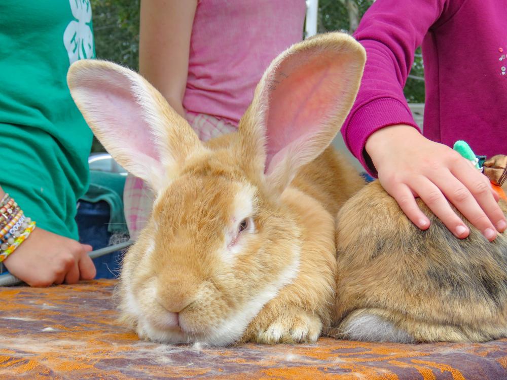 A group of children pet one of the rabbits at the festival. A group of children pet one of the rabbits at the festival.