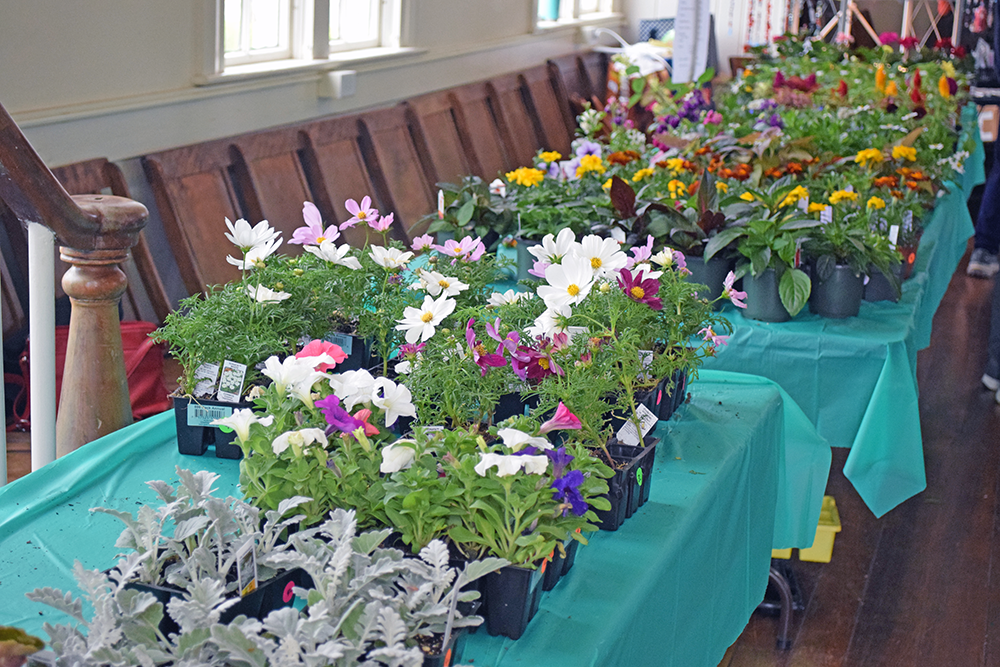 Many bright colored flowers were available at both sales, such as these at the Lakeville Plant Sale. Photos by Kat Sheridan