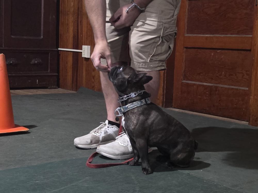 Brad Cole, of Mattapoisett, gives his dog Pancake a treat. The dogs receive positive reinforcement during their obedience training through praise and treats.