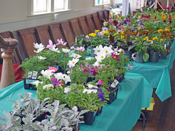Many bright colored flowers were available at both sales, such as these at the Lakeville Plant Sale. Photos by Kat Sheridan