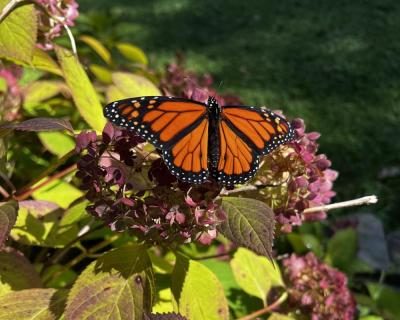 A monarch butterfly rests on a bush at the homestead. 