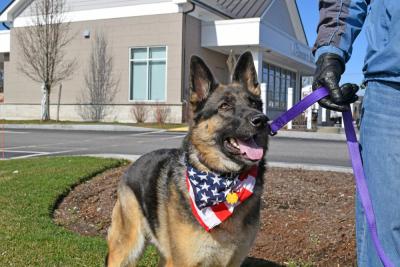 A dog donning the American flag.