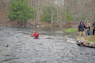 A volunteer gets the duckies out of the stream. 
