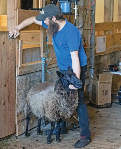 Sheep