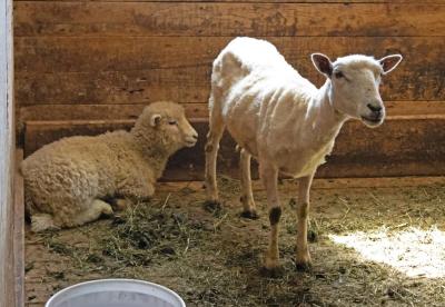 Sheep