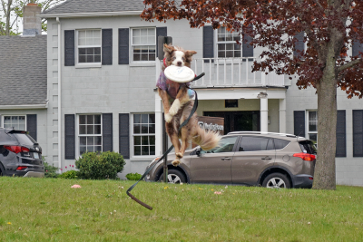 Mojo does an impressive jump to catch a frisbee. 