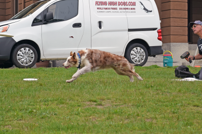 Chaos chases after a frisbee. 