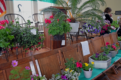 There were even hanging plants available for purchase at the Lakeville plant sale.