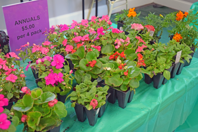 Some of the flowers at the Oak Point plant sale. 