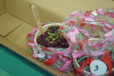 Some thyme that was available for purchase at the Oak Point plant sale.
