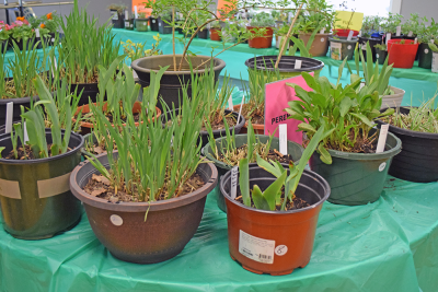 There were annuals and perrenials for sale atf the Oak Point plant sale. 
