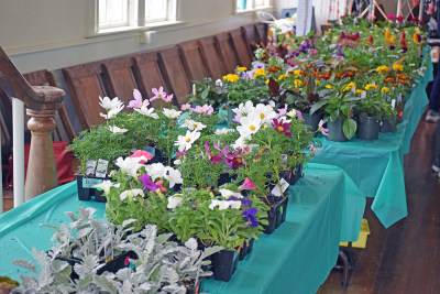 Many bright colored flowers were available at both sales, such as these at the Lakeville Plant Sale. Photos by Kat Sheridan