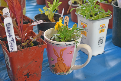 A teacup being used as a planter at the Lakeville plant sale. 