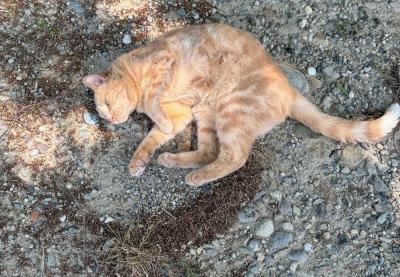 The farm's cat rolls around to the rock and roll. 