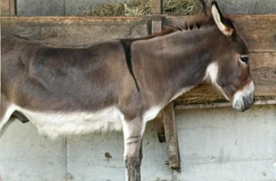 The farm's donkey in his barn.