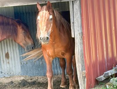 One of the farm's horses greets a visitor. 