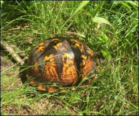 The site is a protected habitat for eastern box turtles. File photo