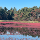Cranberry Bog