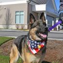 A dog donning the American flag.