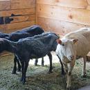 Sheep