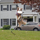 Mojo does an impressive jump to catch a frisbee. 