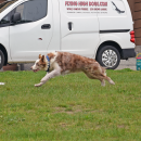 Chaos chases after a frisbee. 