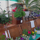 There were even hanging plants available for purchase at the Lakeville plant sale.
