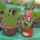 There were annuals and perrenials for sale atf the Oak Point plant sale. 