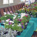 Many bright colored flowers were available at both sales, such as these at the Lakeville Plant Sale. Photos by Kat Sheridan
