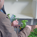 Customers discussing the herbs available for purchase at the Lakeville plant sale. 