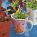 A teacup being used as a planter at the Lakeville plant sale. 