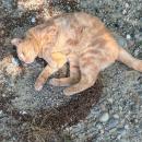 The farm's cat rolls around to the rock and roll. 
