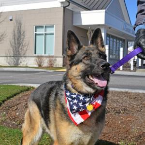 A dog donning the American flag.