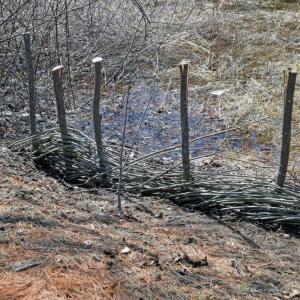 The living fence after having the whips woven in.