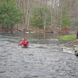 A volunteer gets the duckies out of the stream. 