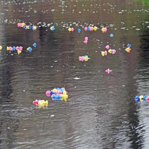The duckies float gently down the lake.