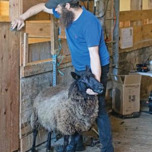 Sheep
