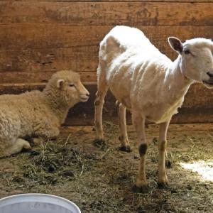 Sheep