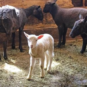 Sheep