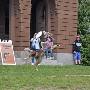 Mojo midjump. 