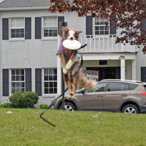 Mojo does an impressive jump to catch a frisbee. 