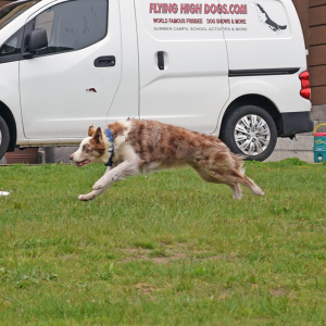 Chaos chases after a frisbee. 